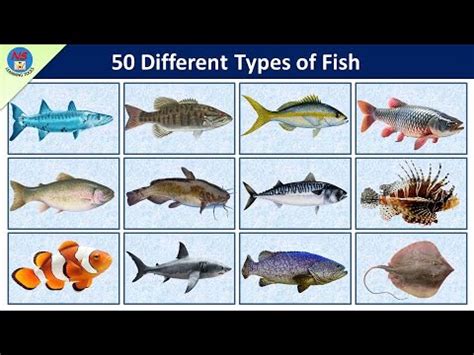 Types Of Fish Fish Vocabulary L 50 Fishes Name In English With