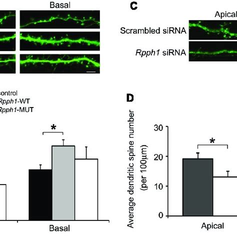 Rpph Enhances Dendritic Spine Density In Hippocampal Pyramidal