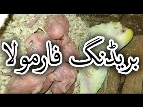 Best Breeding Formula For Budgies And All Cage Birds In Urdu Hindi