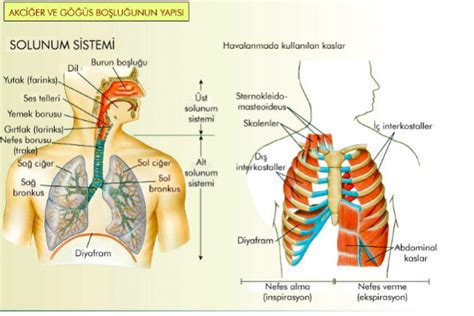 Solunum Sistemi Fizyolojisi