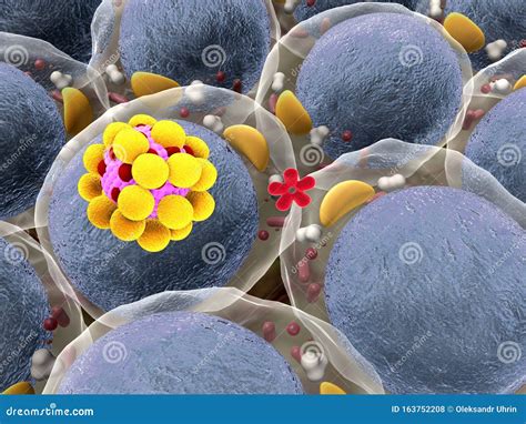 Human Fat Cells Magnification Stock Photo - Image of magnification ...