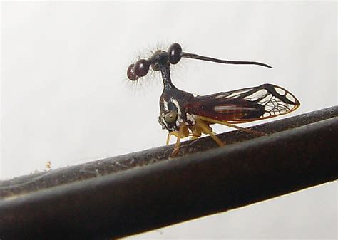 Meet The Brazilian Treehopper - Heads Up by Boys' Life