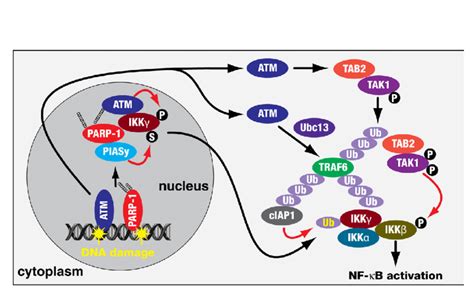 A Pathway For Activation Of Nf B Signalling By Genotoxic Stress