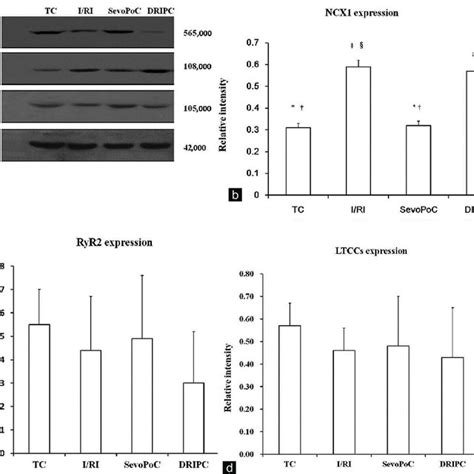 Expression Levels Of Ryr Ncx Ltccs Determined By Western Blotting