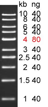 1 Kb Plus DNA Ladder NUCLEUS BIOTECH