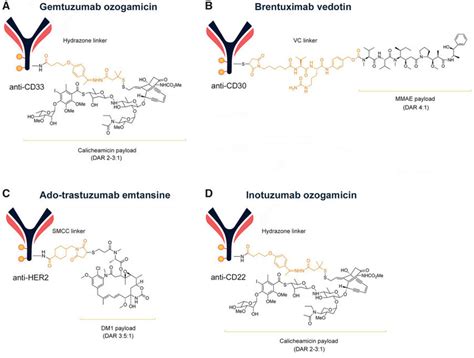 Structural Composition Of Approved Antibody Drug Conjugates Adcs Download Scientific Diagram