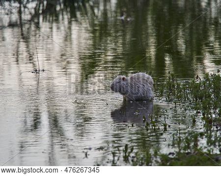 Albino Nutria Invasive Image Photo Free Trial Bigstock