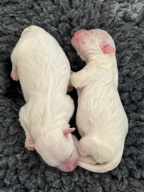 Unser Coton De Tulear B Wurf Wurde Geboren Bearded Collies Und Coton