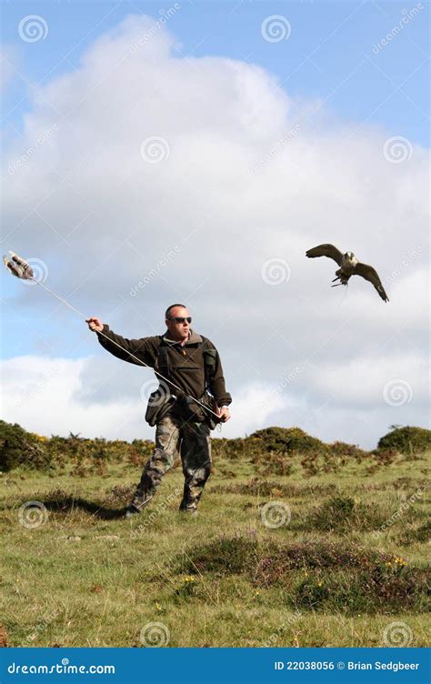 Flying Falconry Fun stock photo. Image of aves, captive - 22038056