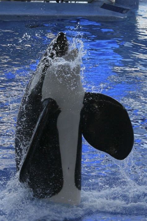 shamu bylandersea travel tales
