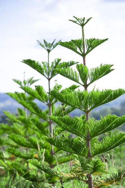 Premium Photo Closeup Norfolk Island Pine Araucaria Heterophylla