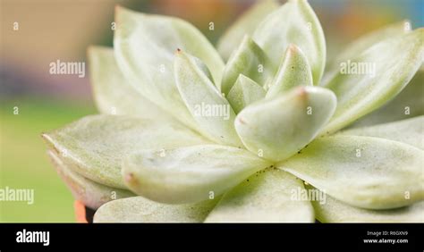 Green Succulents Plant Stock Photo Alamy