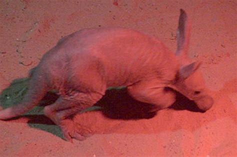 The baby aardvark who's keeping zoo staff guessing | London Evening Standard | Evening Standard