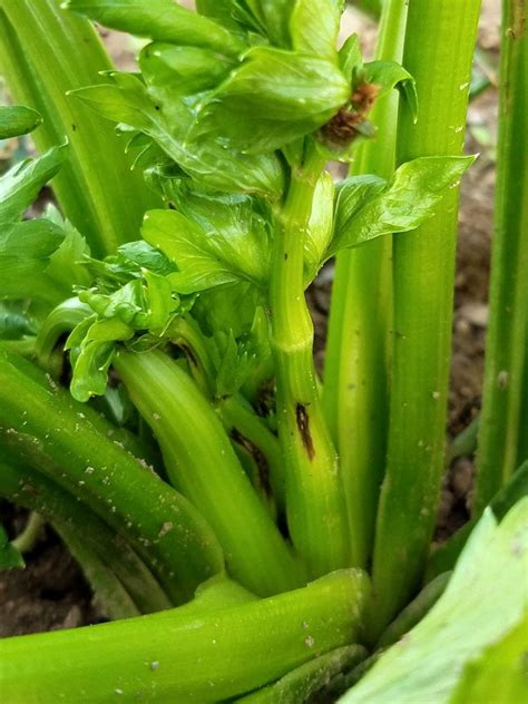 Celery Anthracnose Leaf Curl Disease Cornell Vegetables