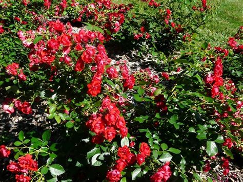 Photo Of The Bloom Of Rose Rosa Black Forest Rose Posted By Cwhitt