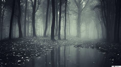 Dark Misty Forest Wallpapers - Top Free Dark Misty Forest Backgrounds ...