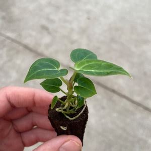 Anthurium Dorayaki Indonesia Origin Starter Plant All Starter Plants