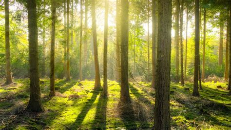 Proteger Los Bosques Para Preservar La Biodiversidad Y Nuestro