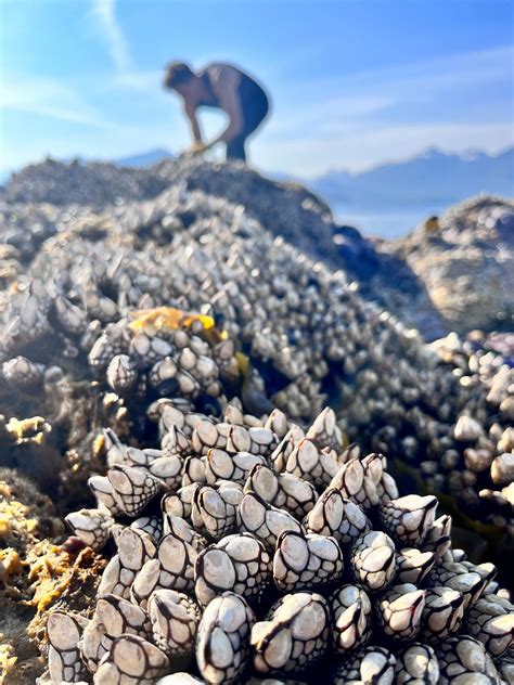 A Day In The Life: Harvesting Gooseneck Barnacles | Wildfish Cannery