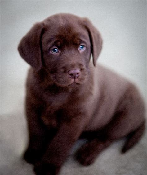 Chocolate English Labrador Cute Animals English Labrador Chocolate