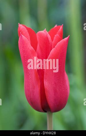 Red Lily Flowered Tulips Tulipa Queen Rania Bloom In A Garden In