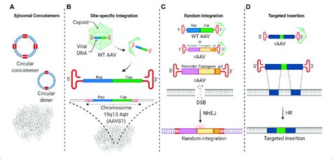 The Fate Of Aav Vector Genomes In The Nucleus A Aav Vector Genomes