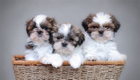 Malt Tzu Bichon Maltez Shih Tzu Totul Despre Bichoni