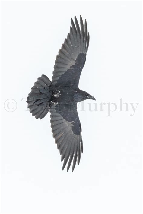 Raven Flying – Tom Murphy Photography