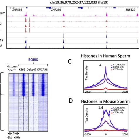 Boris Bound Regions Correlate With Histone Retention In Human And Mouse Download Scientific