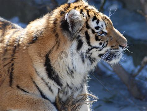 老虎男性哺乳动物猫科动物条纹野生动物高清图片下载 正版图片320233052 摄图网