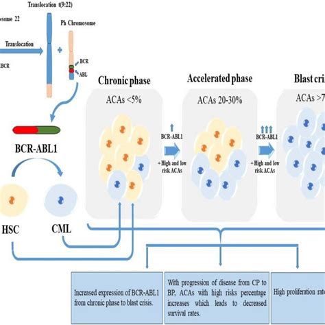 Schematic Diagram Representing The Role Of Bcr Abl1 And Acas In Cml Download Scientific Diagram