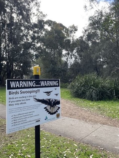 Magpie Swooping Season Is Here With Warning Signs Spotted In Sydney