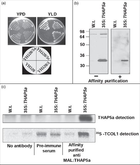 Figure 3 From The CCAAT Binding Factor Can Mediate Interactions Between