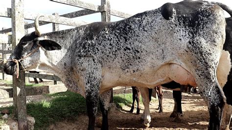 Feira Das Vacas Leiteiras De Capoeiras Pe 1702 2023 Youtube