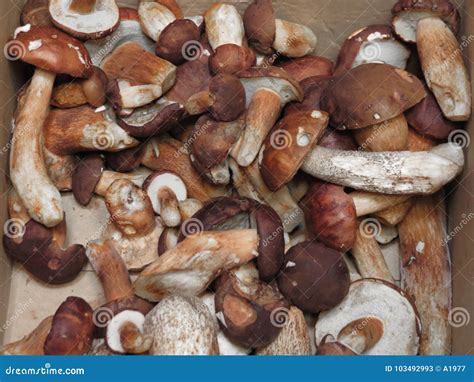 Porcini Boletus Edulis Mushroom Food Stock Image Image Of Penny