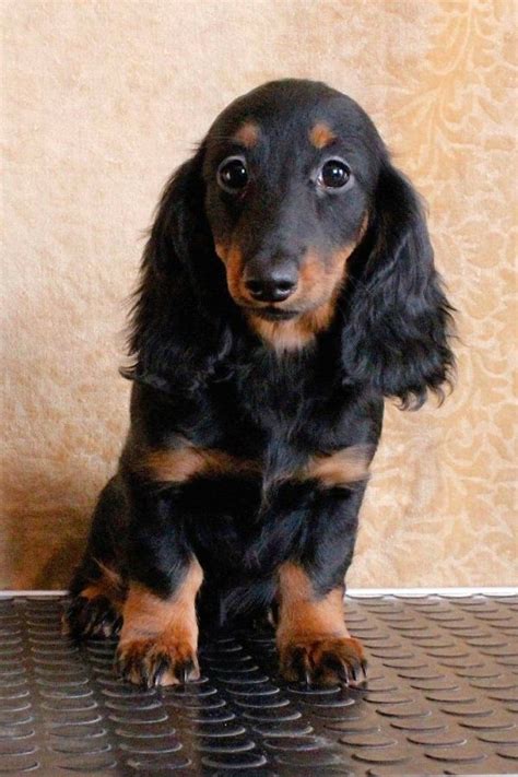 Long haired Doxie beauty. by noemi | Dogs, Dog love, Weenie dogs