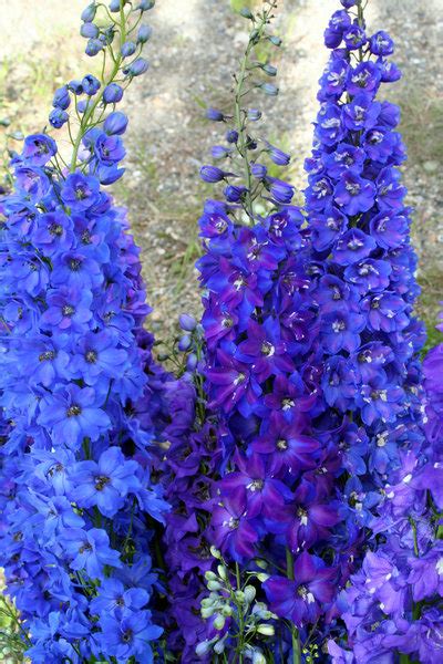 Free stock photos - Rgbstock - Free stock images | Blue Delphiniums ...