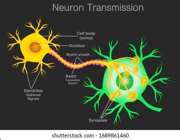 Transduction Images, Stock Photos & Vectors | Shutterstock