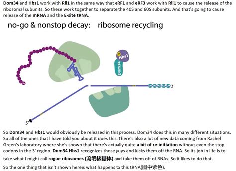 Mit 分子生物学 Part3 810 Nonstop Mediated Versus No Go Decay 哔哩哔哩