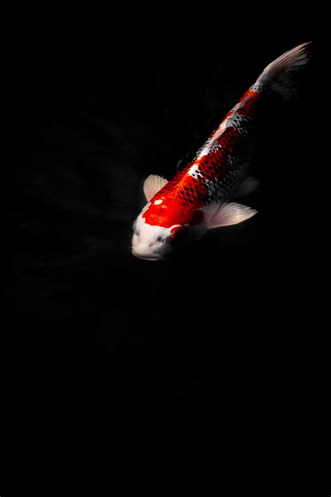 Koi Carp Fish Water Underwater Hd Phone Wallpaper Peakpx