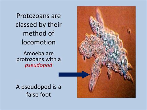 Ppt Amoeba Powerpoint Presentation Free Download Id2189014