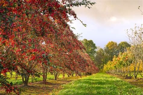 Planting Trees Theme Parks In Autumn Blooloop