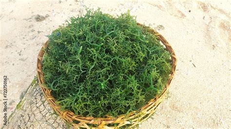 Captivating Image Capturing The Trend Of Seaweed Farming Near Lembongan