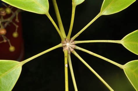 Heptapleurum Plant Araliaceae Image At Phytoimages Siu Edu