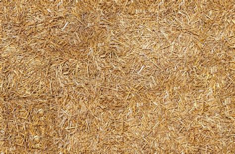 Seamless Texture Hay Straw Stock Photo Image Of Golden Bright