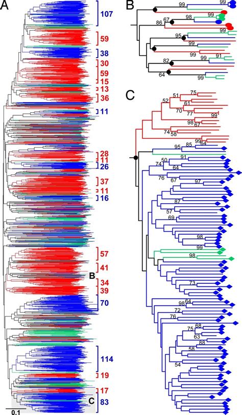 Phylogenetic Relationships Of F Box Proteins From Arabidopsis Poplar