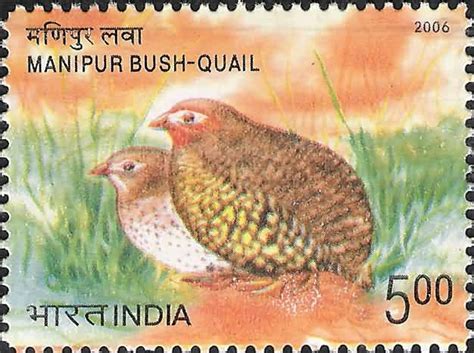 Endangered Birds of India, Manipur Bush-Quail, Perdicula manipurensis ...