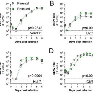 Design Of PcDNA6 2 DENV2 16681 Schematics Of A CMV Promoter Driven