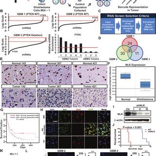 In Vivo RNA Interference Screening Identifies Putative Tumor