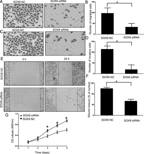 Effect Of SOX9 On Cell Migration And Invasion Of Chondrosarcoma Cells